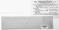 Peridermium orientale image